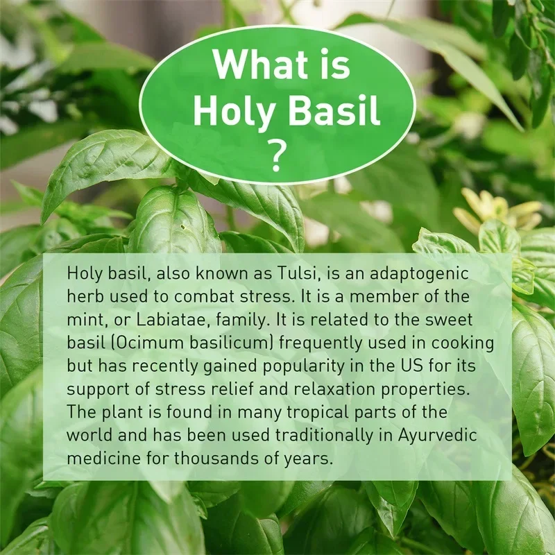 Holy Basil Capsules - Enhance  - Tulsi Holy Basil ulasan dan harga