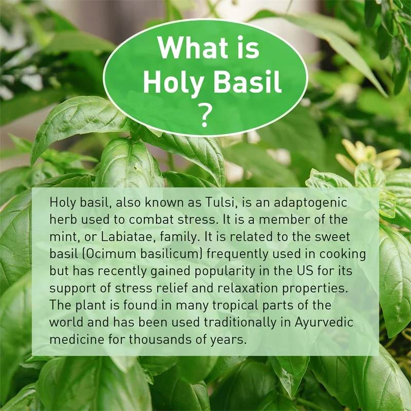 Holy Basil Capsules - Enhance  - Tulsi Holy Basil ulasan dan harga